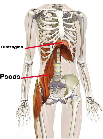 Psoas – Yoga Center